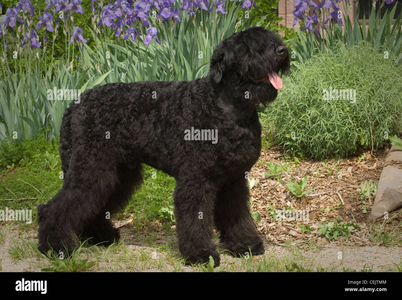 Black Russian Terrier standing Stock Photo