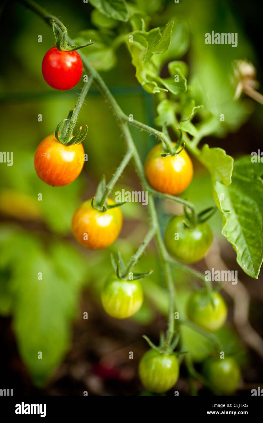 Tomatoes growing on a vine Stock Photo