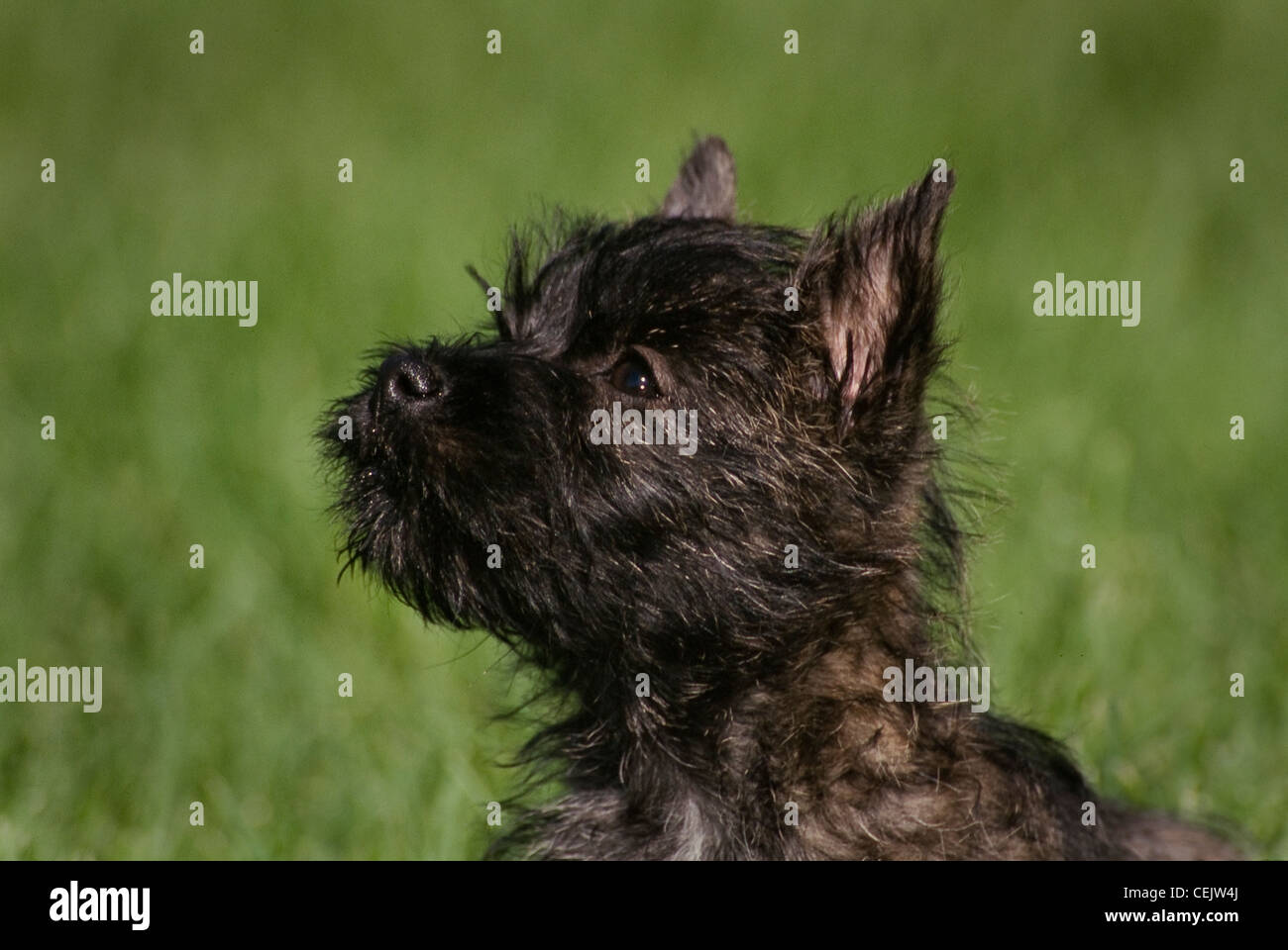 Cairn terrier-head shot Stock Photo
