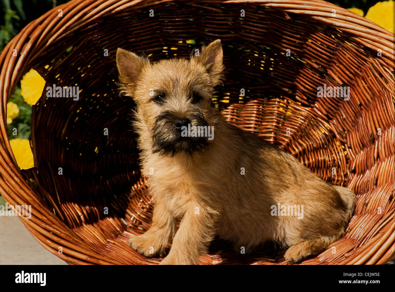 Cairn terrier puppy in basket Stock Photo