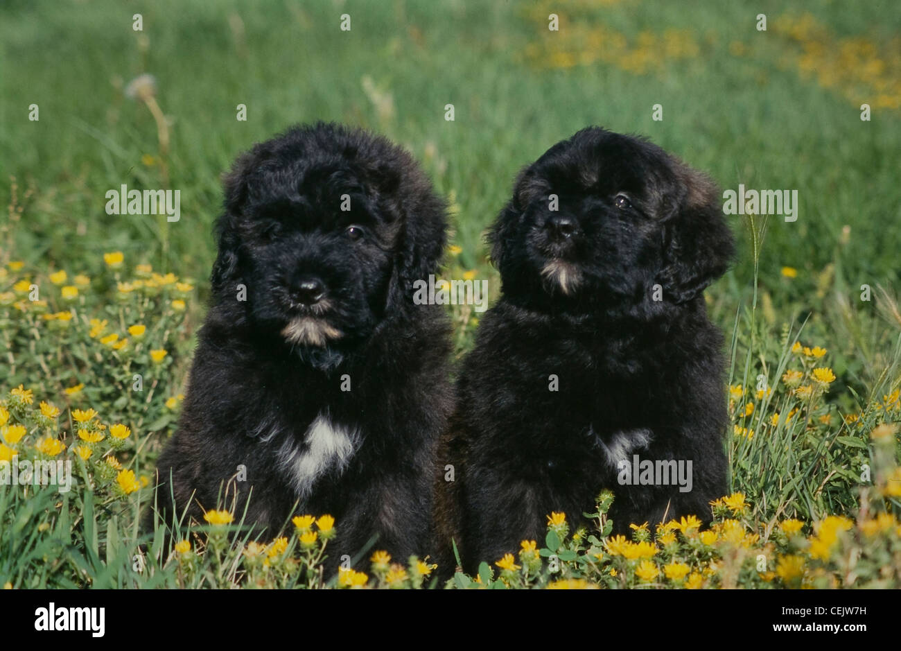Two Bouvier des Flandres puppies sitting together Stock Photo