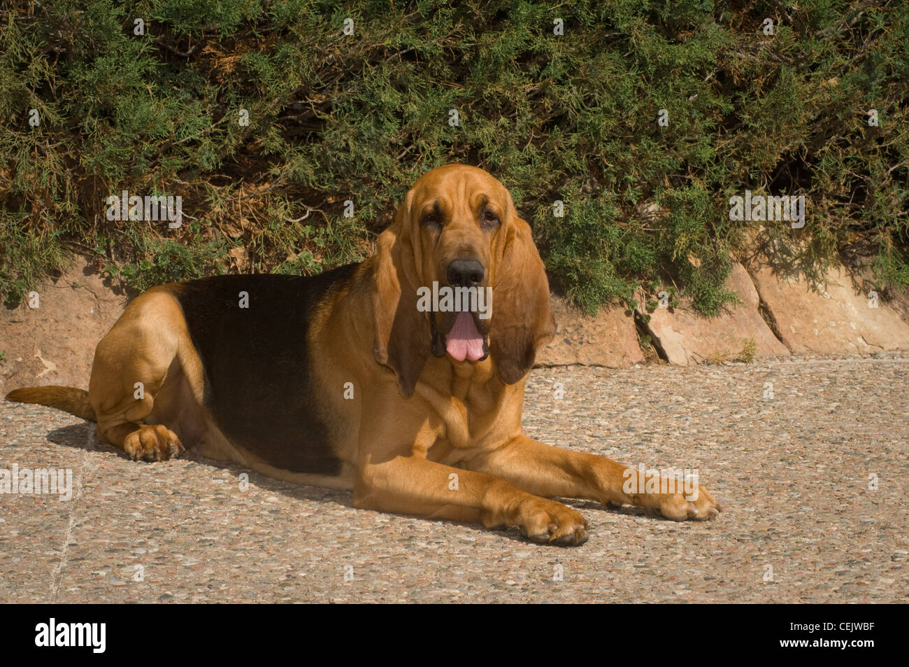Bloodhound lying down Stock Photo