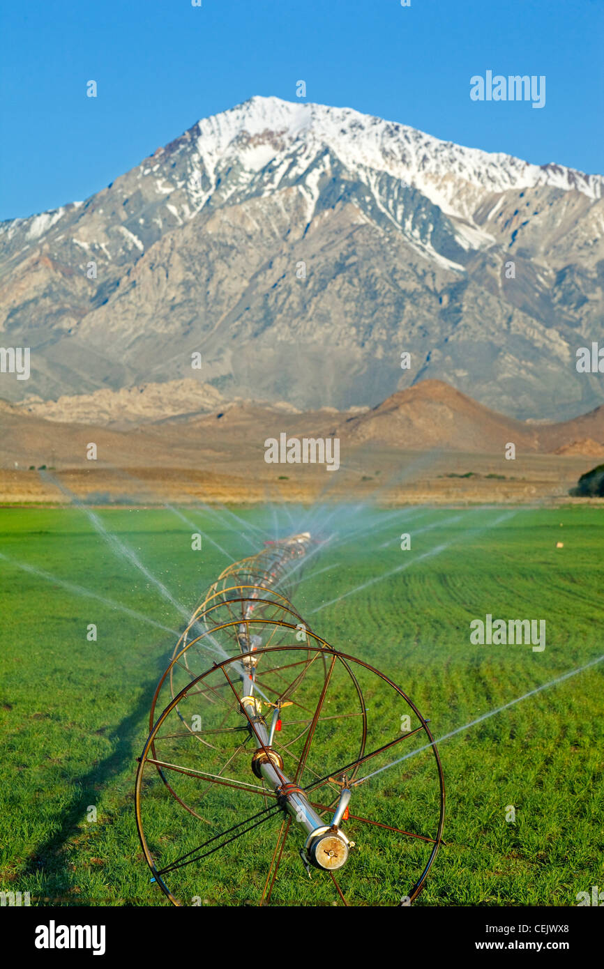 A wheelmove irrigation system irrigates a hay or forage crop with the Sierra Nevada mountains in the background / California. Stock Photo