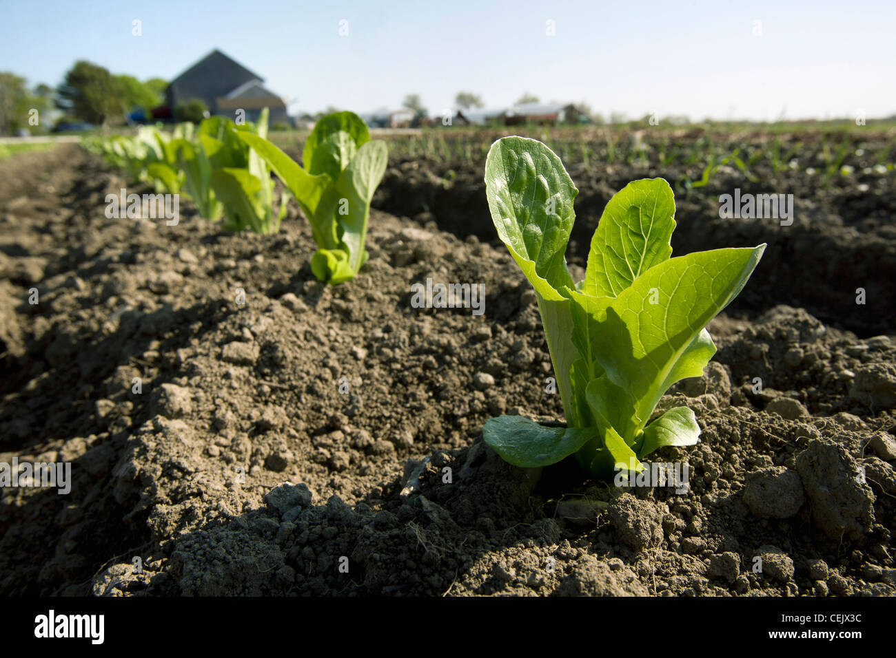 A row of early growth romaine lettuce plants with a row of onion seedlings in the next row at a local family produce farm. Stock Photo