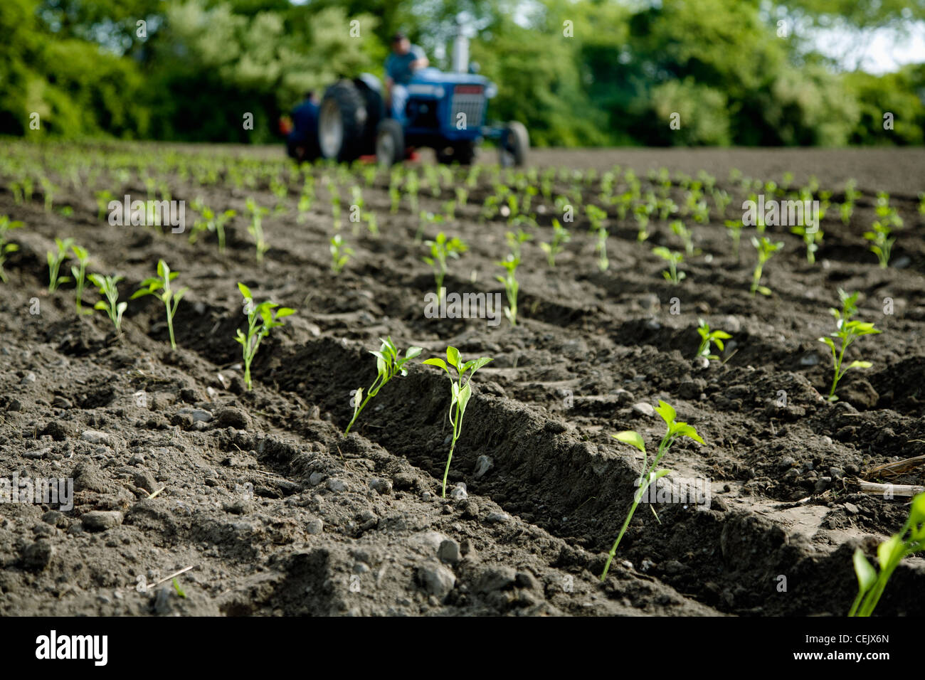 Newly transplanted pepper plant seedlings at a local family produce farm with the tractor and transplanter in the background. Stock Photo