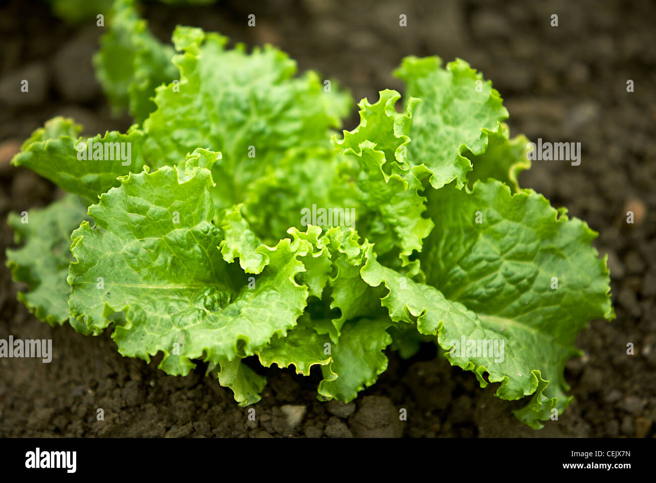 Agriculture - Organic Green Leaf lettuce plant in the field at a local family produce farm / Little Compton, Rhode Island, USA. Stock Photo