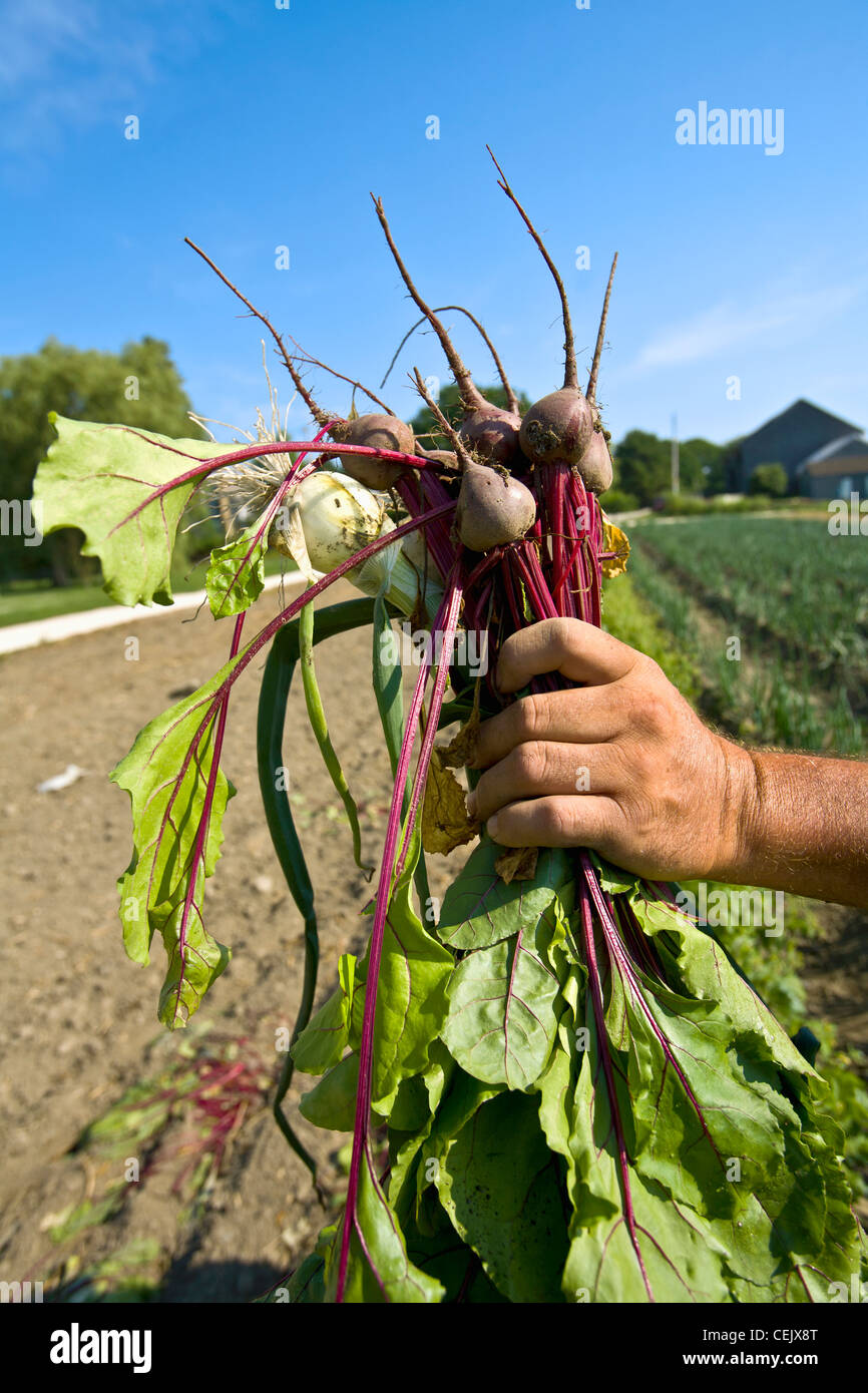 A farmer's hand holds an assortment of beets and green onions in the field at a local family produce farm / Rhode Island, USA. Stock Photo