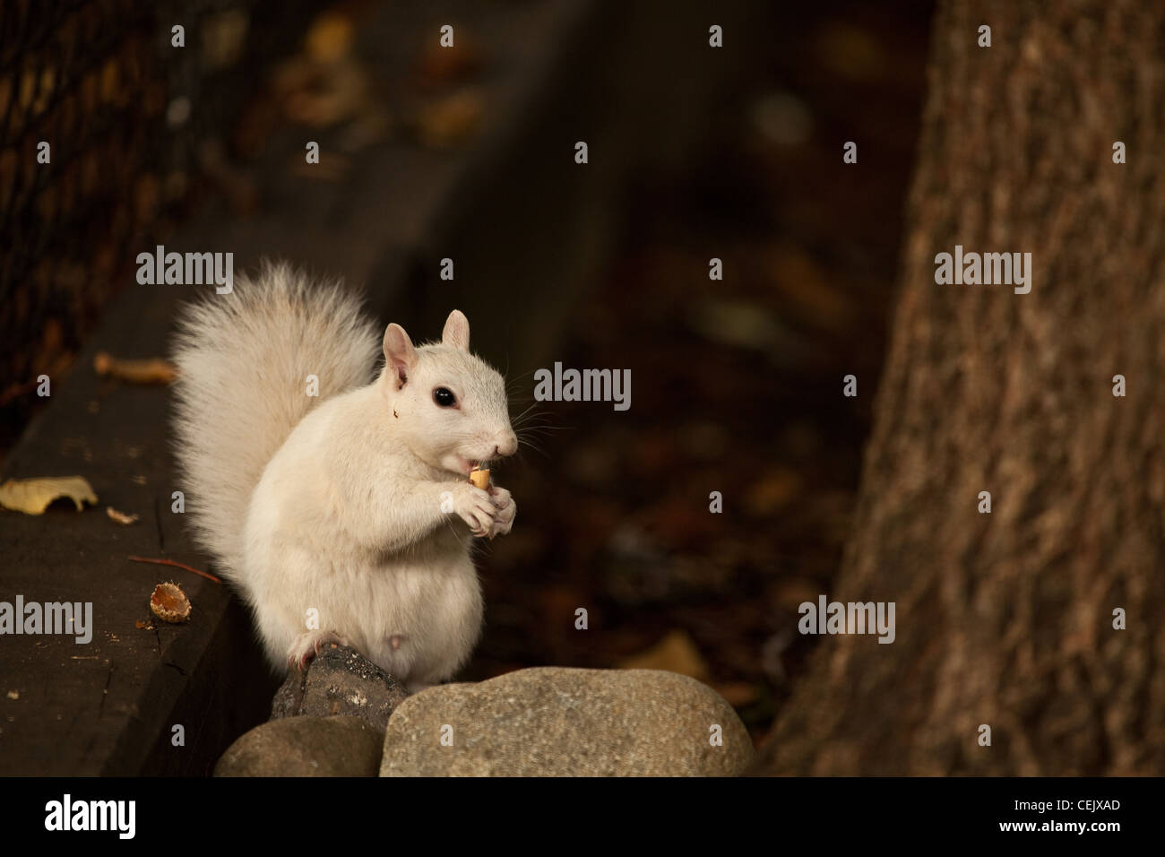 An all white, leucistic squirrel holds a peanut between front paws, takes a big bite and shows