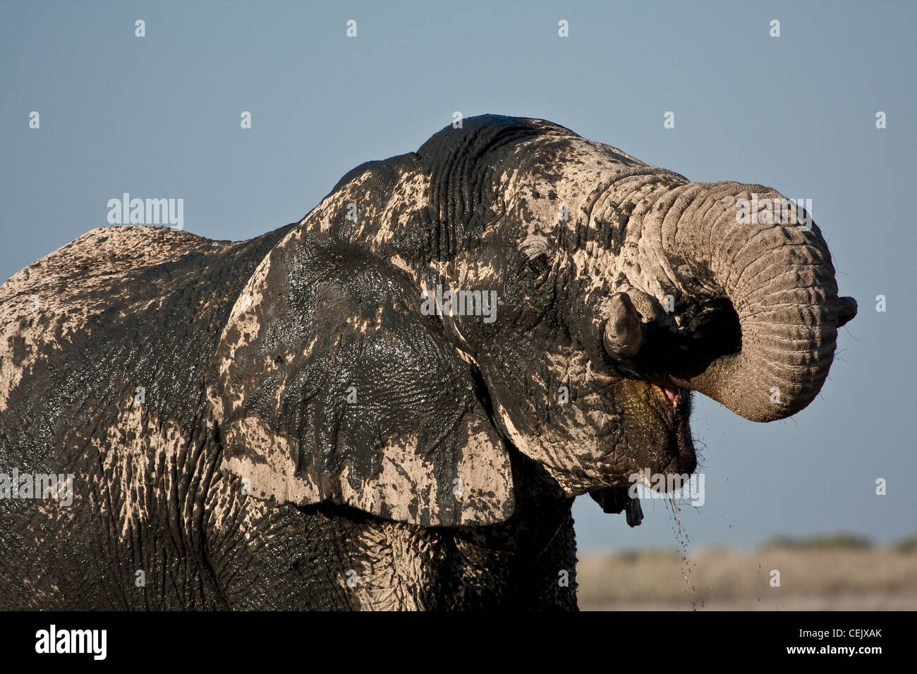 Hot and thirsty elephant at an Etosha National Park waterhole. Mud cools and protects his skin and water quenches a big thirst. Stock Photo