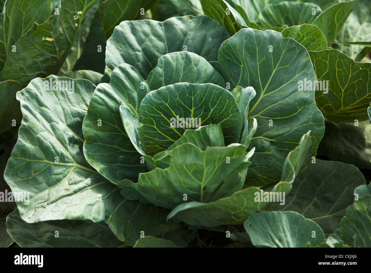 Agriculture - Mid growth green cabbage plant in the field at a local family produce farm / Little Compton, Rhode Island, USA. Stock Photo
