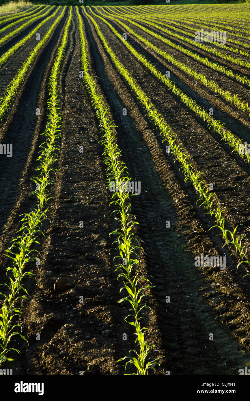 Agriculture - Field of early growth sweet corn plants at a local family produce farm / Little Compton, Rhode Island, USA. Stock Photo