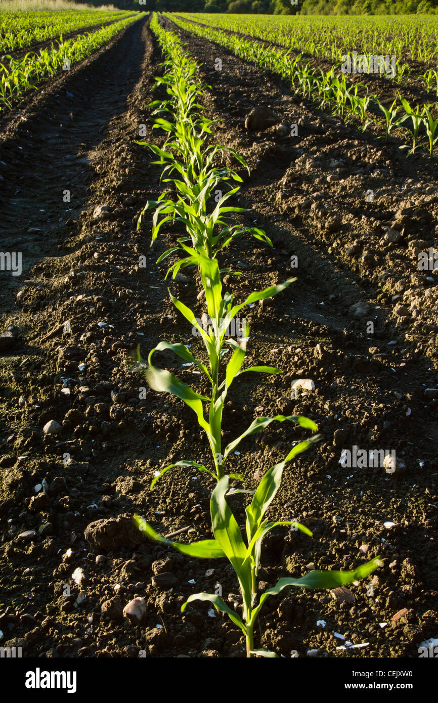 Agriculture - Rows of early growth sweet corn plants at a local family produce farm / Little Compton, Rhode Island, USA. Stock Photo