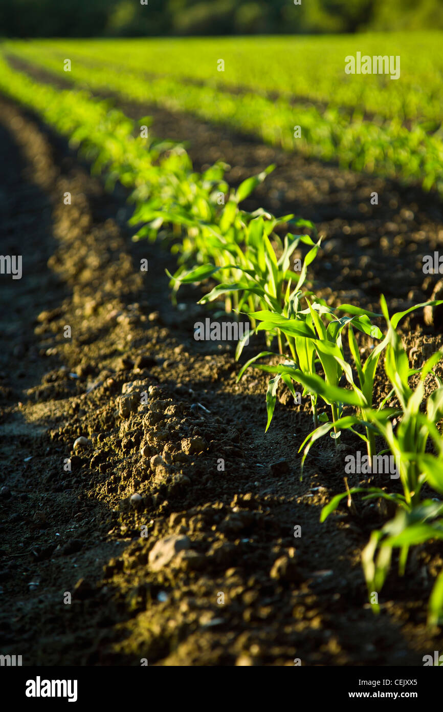 Agriculture - Rows of early growth sweet corn plants at a local family produce farm / Little Compton, Rhode Island, USA. Stock Photo