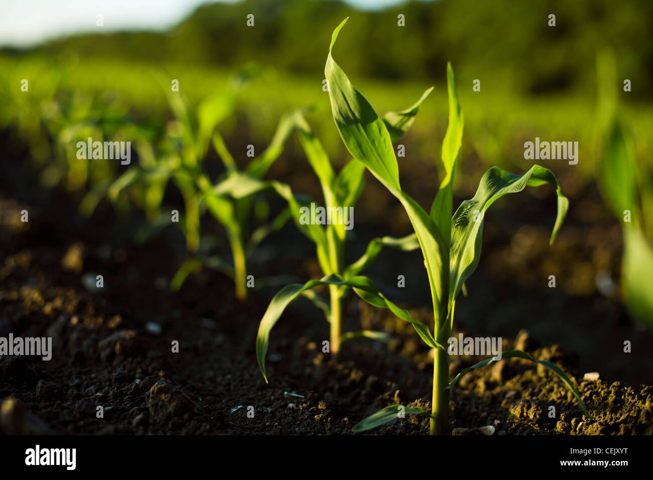 Agriculture - Early growth sweet corn plants in the field at a local family produce farm / Little Compton, Rhode Island, USA. Stock Photo