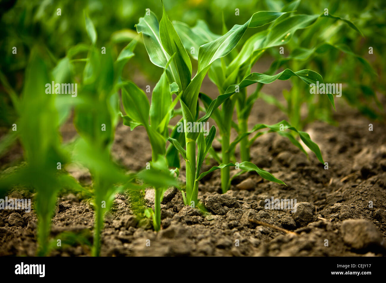 Row of early growth sweet corn plants in the field at a local family produce farm / Little Compton, Rhode Island, USA. Stock Photo