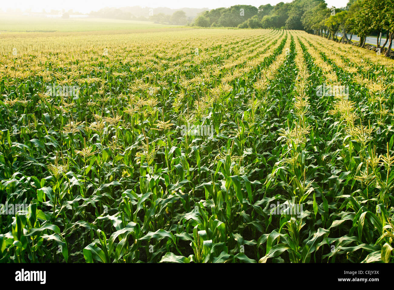 Field of mid growth sweet corn plants fully tasseled in hazy afternoon sunlight at a local family produce farm / Rhode Island. Stock Photo
