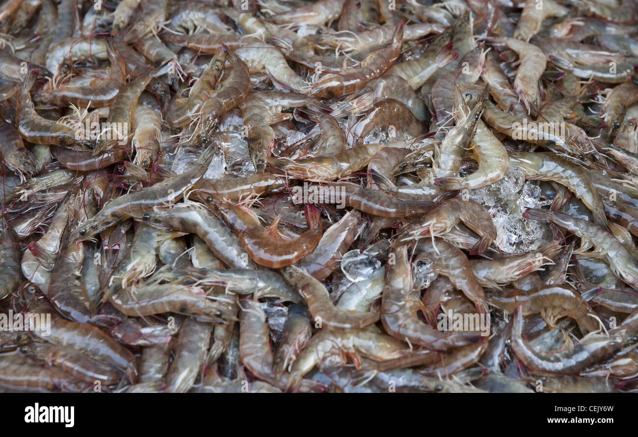 fresh uncooked prawns or shrimps seafood background Stock Photo Alamy