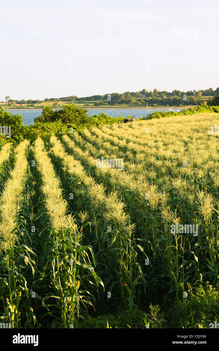 Field of mature sweet corn plants in afternoon sunlight at a local family produce farm with the Sakonnet River in the background Stock Photo