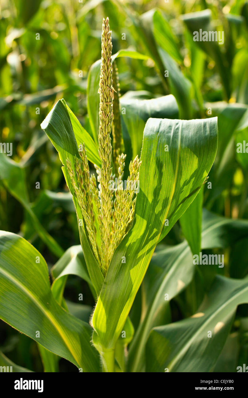 Maturing tassel of a mid growth sweet corn plant at a local family produce farm / Little Compton, Rhode Island, USA. Stock Photo