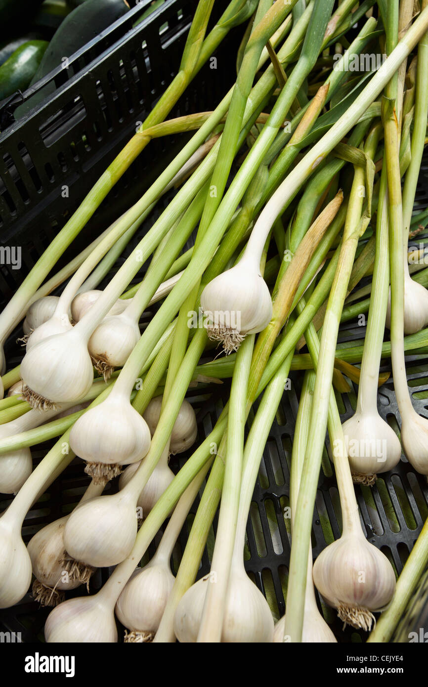 Agriculture - Fresh garlic on display at Hope Street Farmers Market / Providence, Rhode Island, USA. Stock Photo