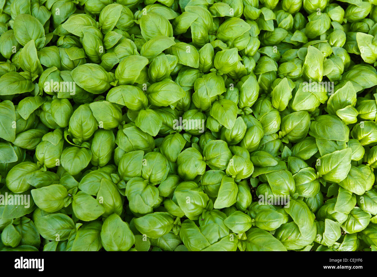 Agriculture - Closeup of Basil seedlings in a greenhouse at a local family produce farm / Little Compton, Rhode Island, USA. Stock Photo