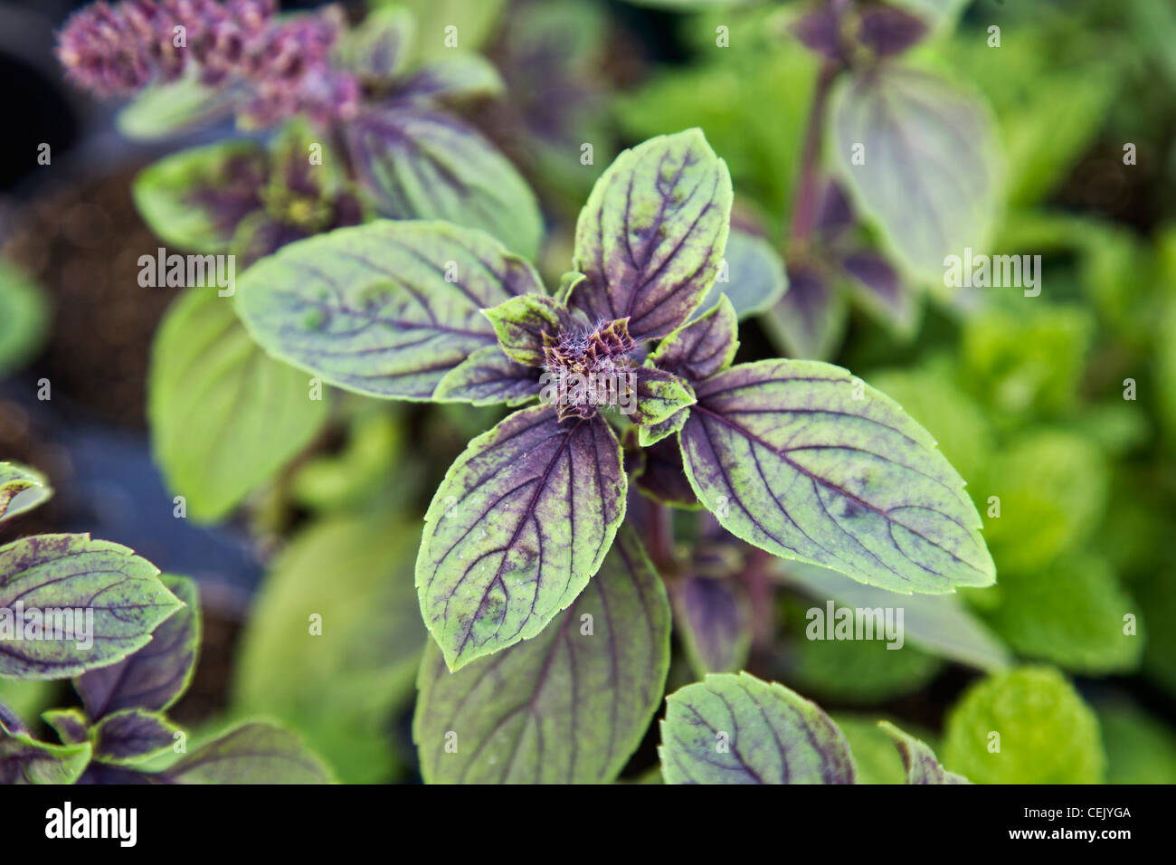 Closeup of an African Blue Basil plant in a greenhouse at a local family produce farm / Little Compton, Rhode Island, USA. Stock Photo