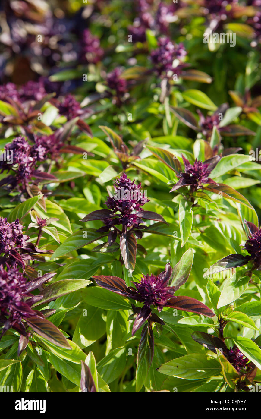 Closeup of an Thai Basil plants growing in the field at a local family produce farm / Little Compton, Rhode Island, USA. Stock Photo