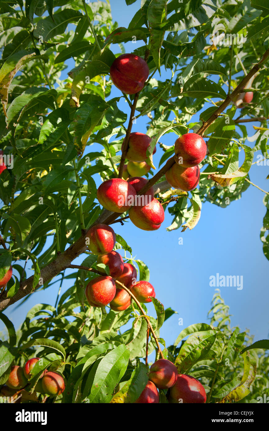 Agriculture - Mature harvest ready nectarines on the tree at a local family produce farm / Little Compton, Rhode Island, USA. Stock Photo