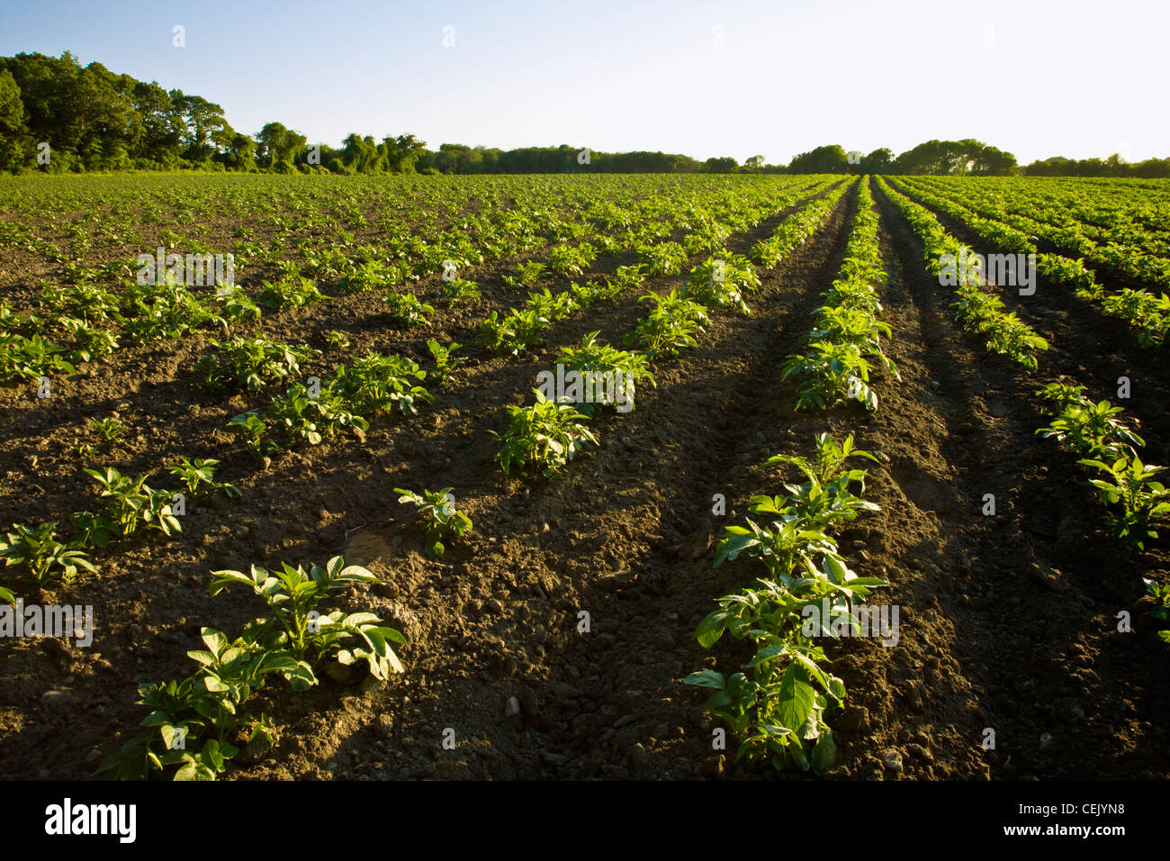 Field of early growth potato plants in late afternoon light at a local family produce farm / Little Compton, Rhode Island, USA. Stock Photo