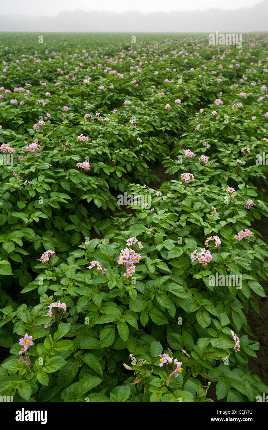 Agriculture - Field of mid growth blooming potato plants at a local family produce farm / Little Compton, Rhode Island, USA. Stock Photo