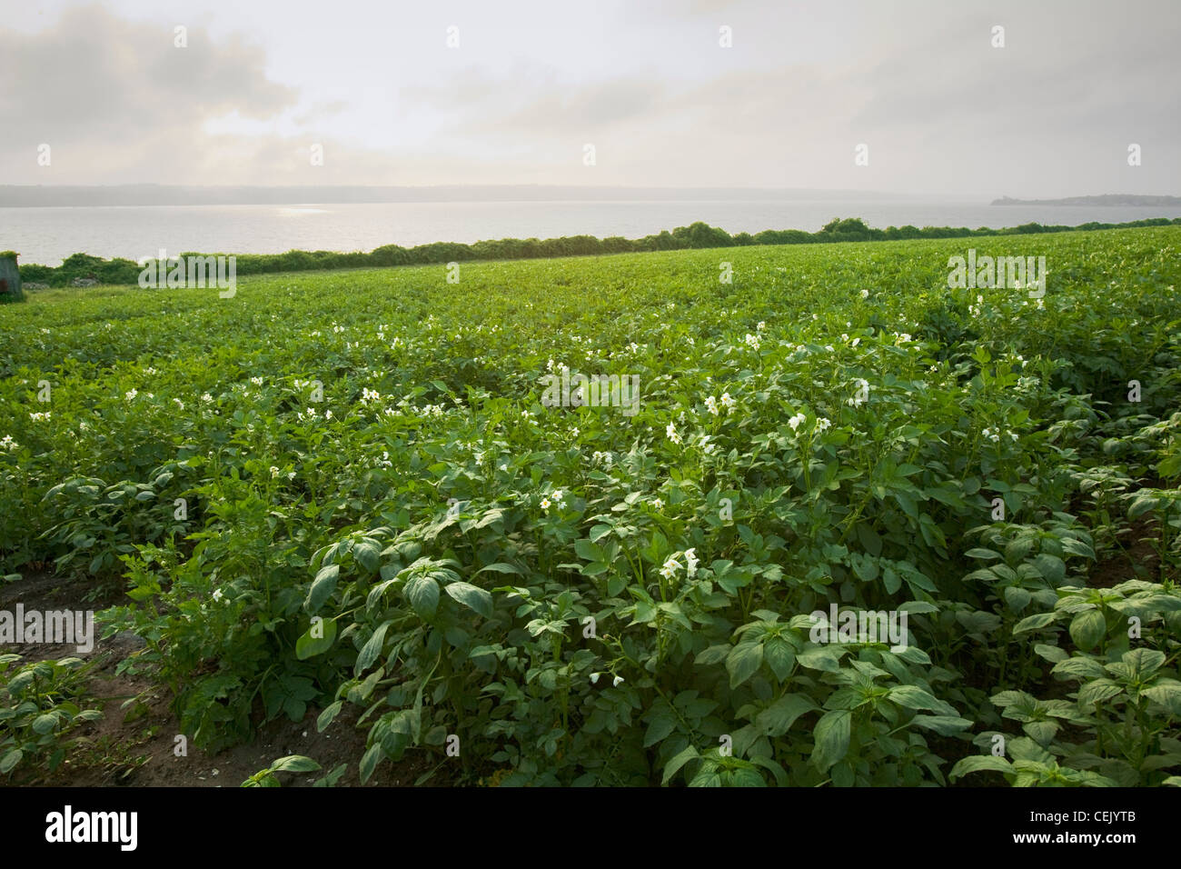 Field of mid growth blooming potato plants at a local family produce farm with the Sakonnet River in the background Stock Photo