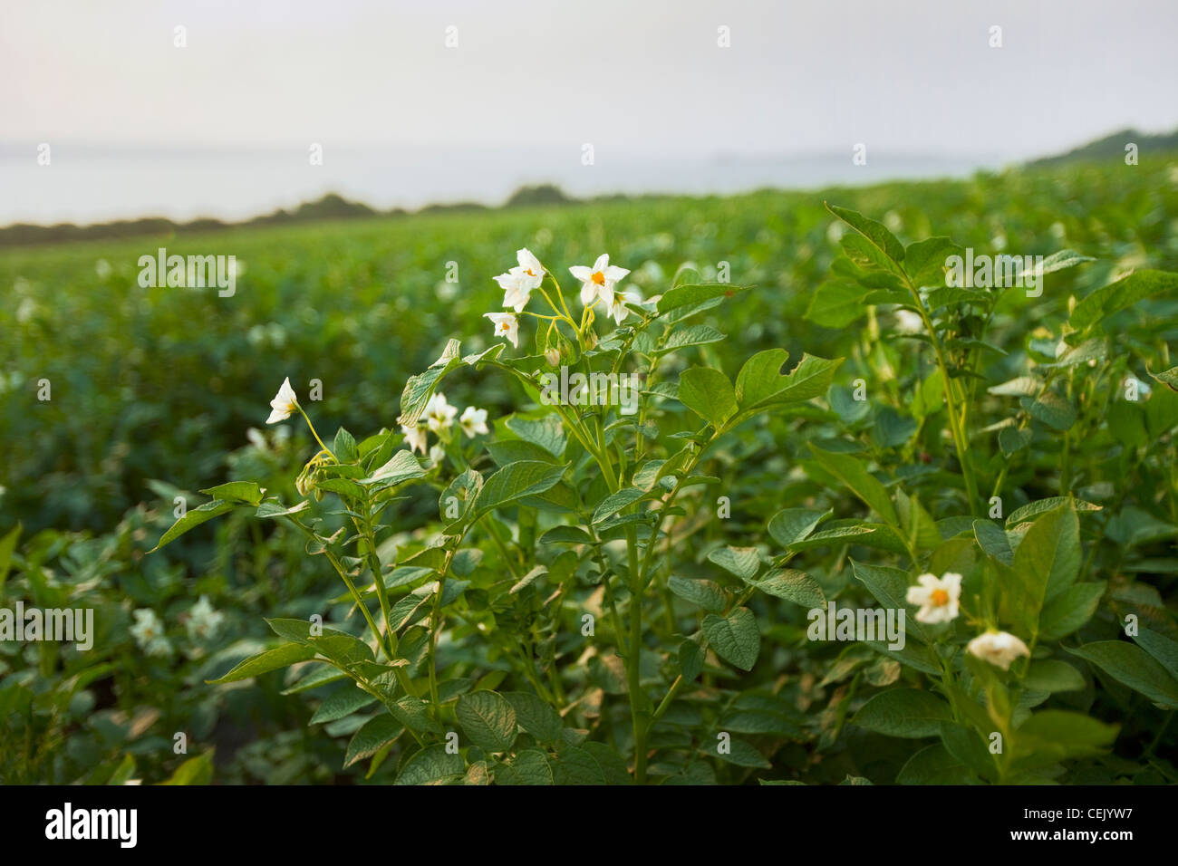 Mid growth blooming potato plants at a local family produce farm with the Sakonnet River in the background / Rhode Island, USA. Stock Photo