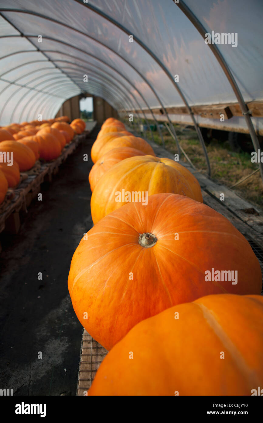 Harvested giant pumpkins being stored in a greenhouse prior to being offered for sale at a local family produce farm. Stock Photo