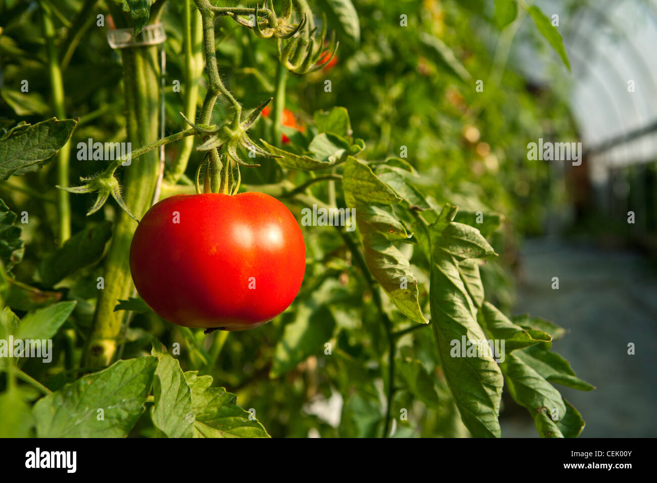 Mature Fresh Market hydroponic tomato on the vine growing in a greenhouse at a local family produce farm / Rhode Island, USA. Stock Photo