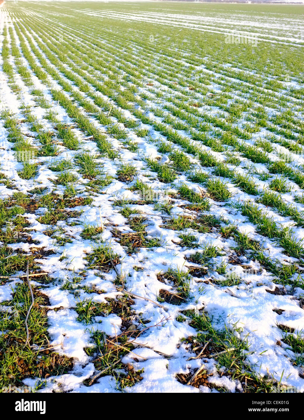 winter crops on a farm Stock Photo - Alamy