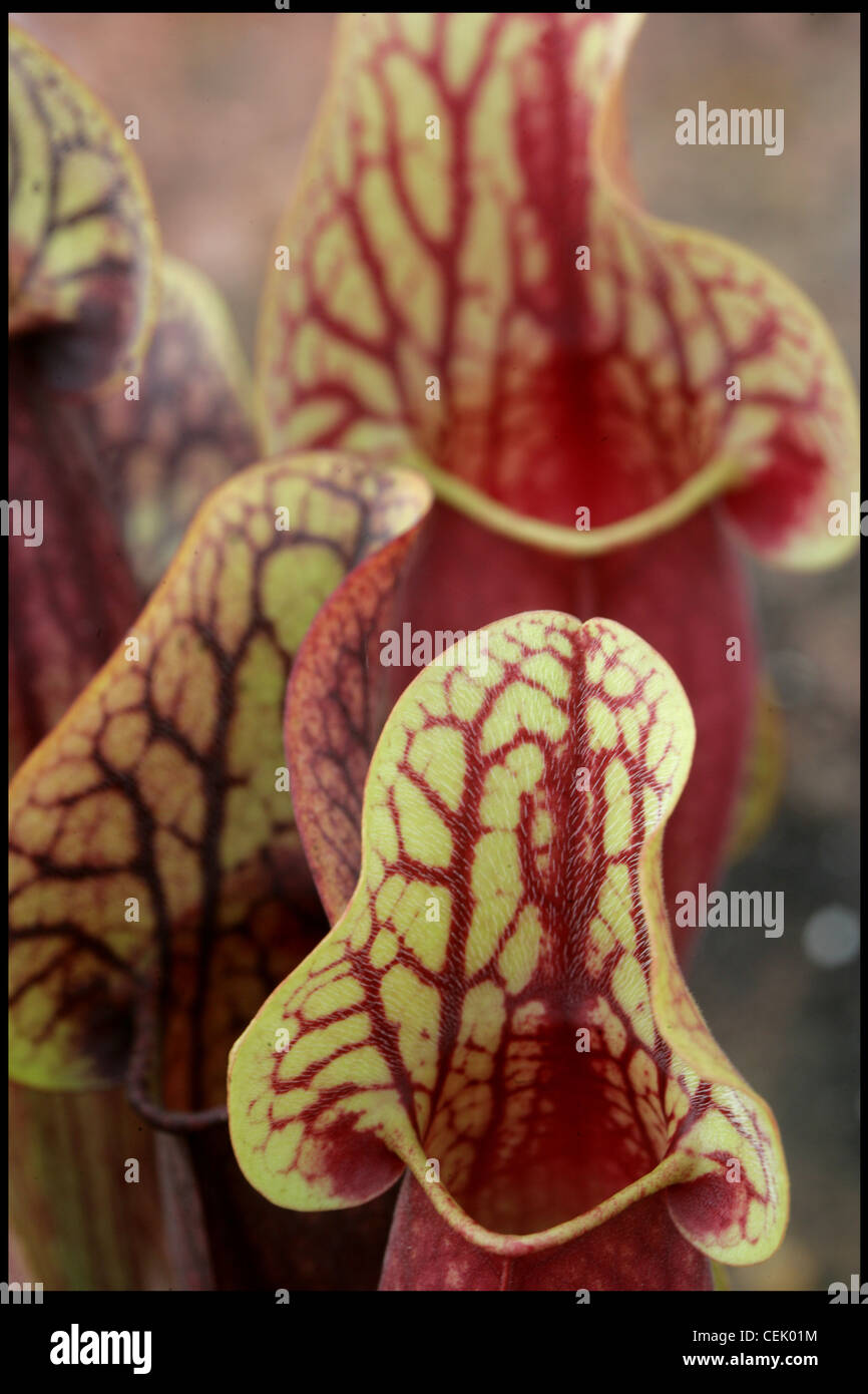Sarracenia Purpurea (Catesbaei) Stock Photo