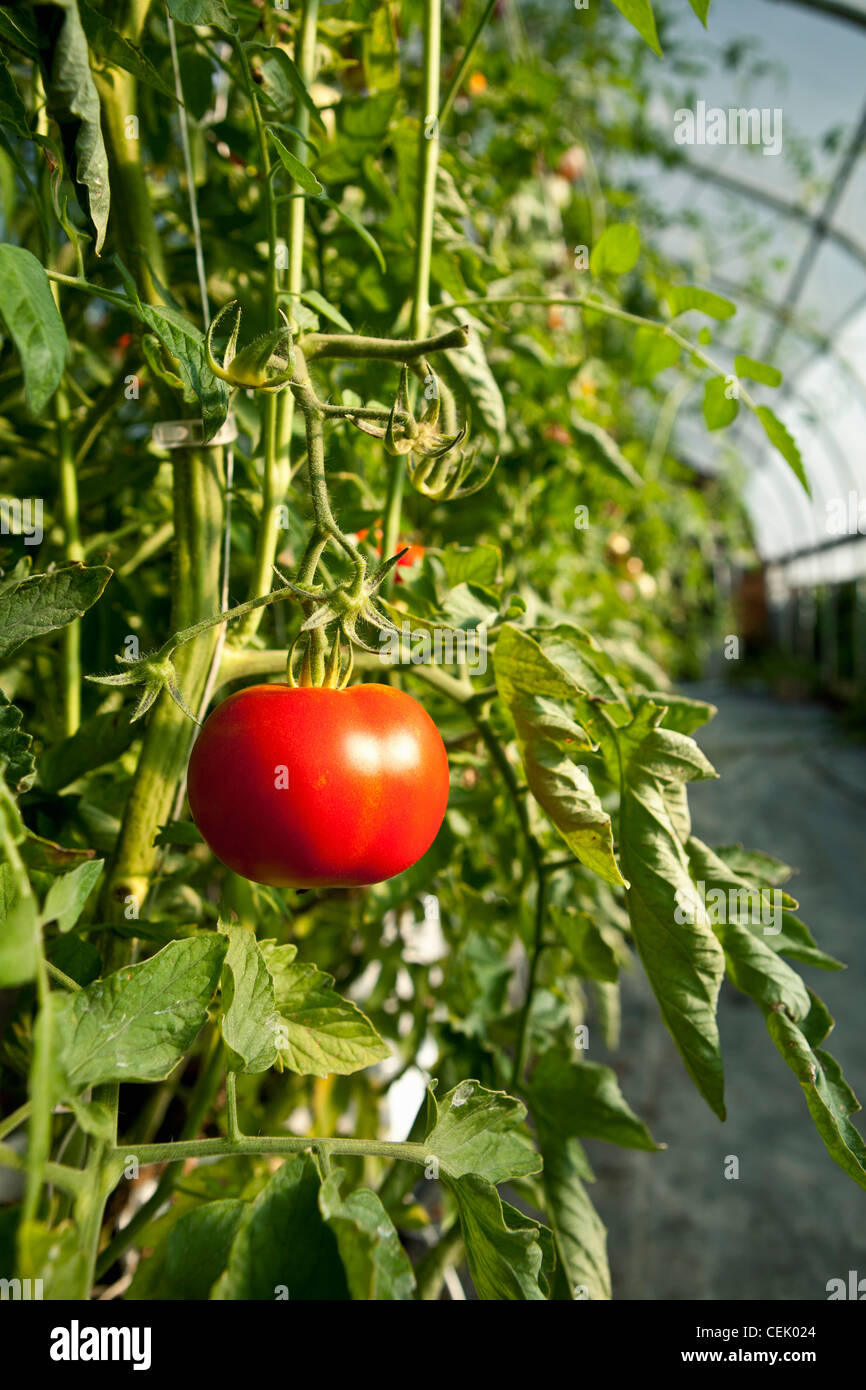 Mature Fresh Market hydroponic tomato on the vine growing in a greenhouse at a local family produce farm / Rhode Island, USA. Stock Photo