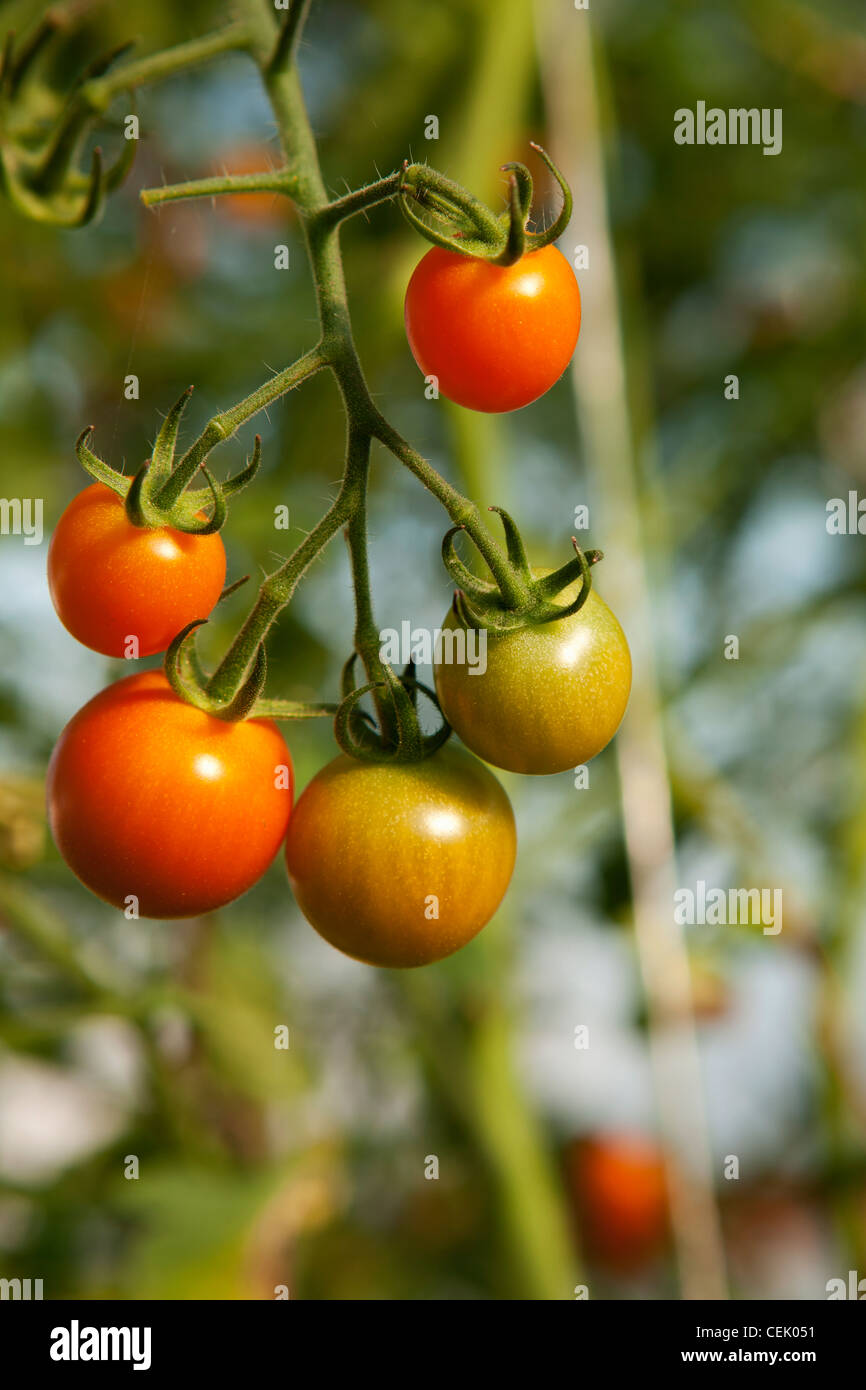 Mature and immature Fresh Market hydroponic tomatoes on the vine growing in a greenhouse at a local family produce farm. Stock Photo
