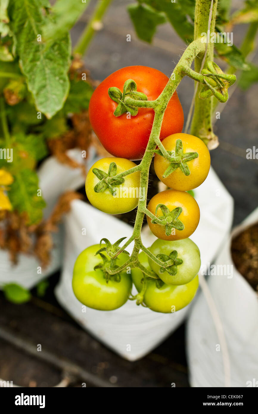Mature and immature Fresh Market hydroponic tomatoes on the vine growing in a greenhouse at a local family produce farm. Stock Photo