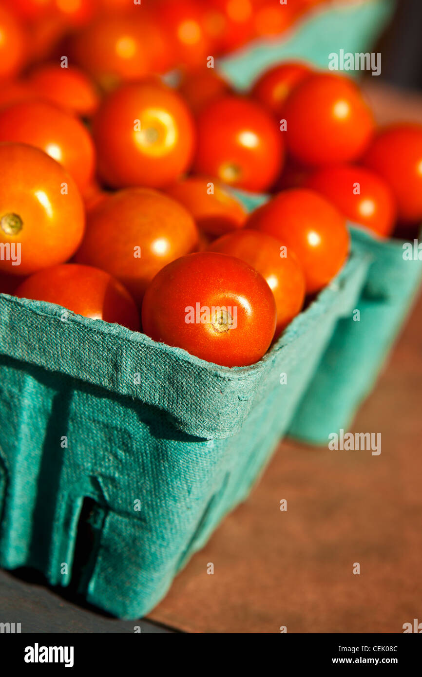 Agriculture - Sun Sugar Fresh Market tomatoes in cartons at a local family produce farm / Little Compton, Rhode Island, USA. Stock Photo