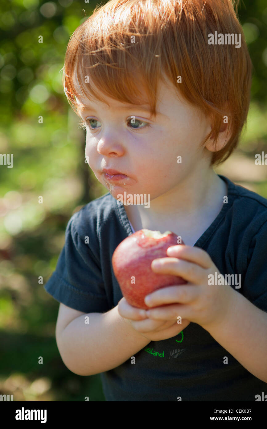 Agriculture - A little boy eats a fresh apple at a local family owned u-pick apple orchard / Fennville, Michigan, USA. Stock Photo