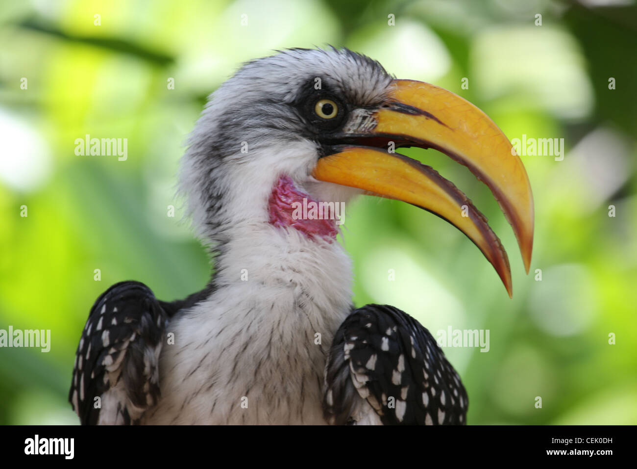 Hornbill Stock Photo
