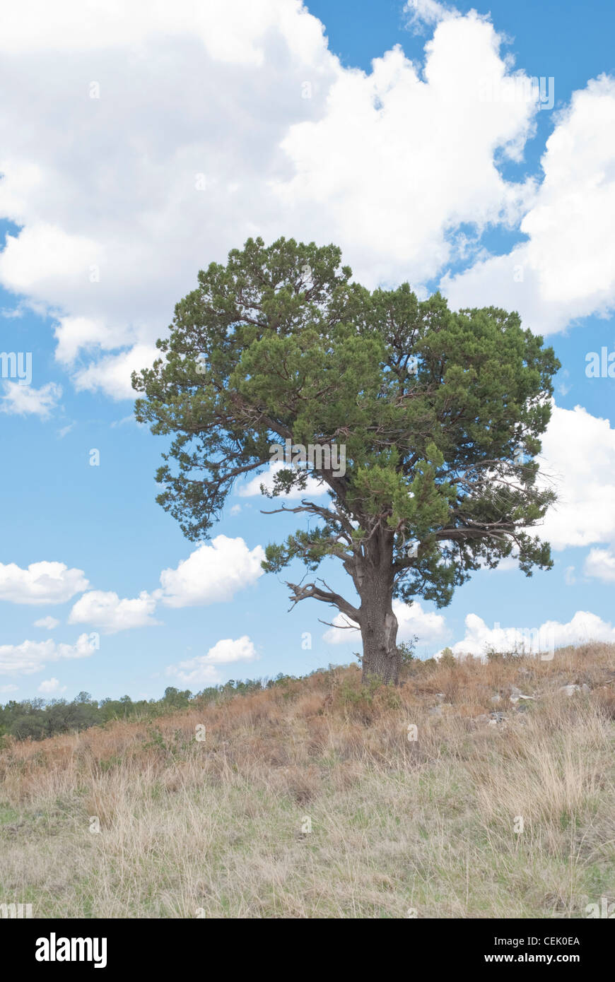 A lone piñon tree stands tall against the blue New Mexico sky