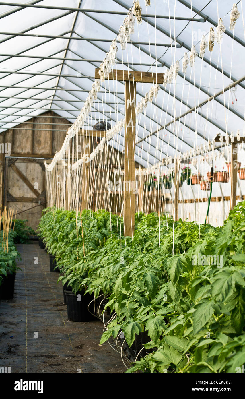 A greenhouse with Fresh Market tomato plants in various growth stages supported by a twine and a cable system at a family farm. Stock Photo