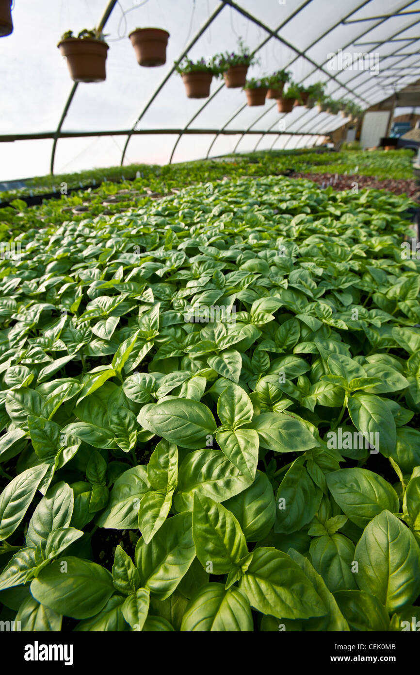 Basil growing in a greenhouse with pots of spring annual flowers hanging above at a local family produce farm / Rhode Island,USA Stock Photo