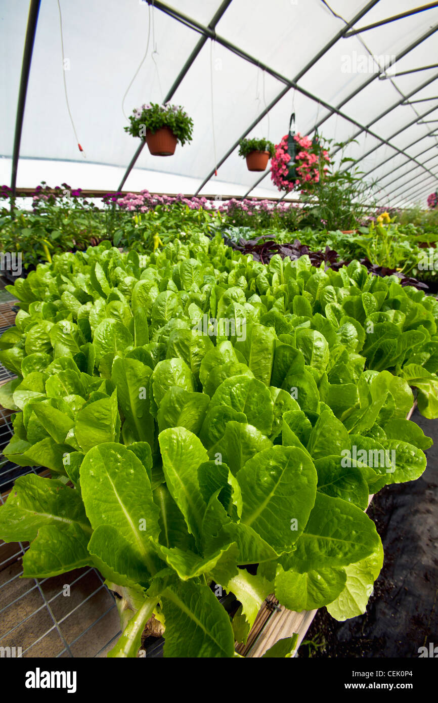 Romaine lettuce growing in a greenhouse with with other vegetables and flowers in the background at a local family produce farm. Stock Photo