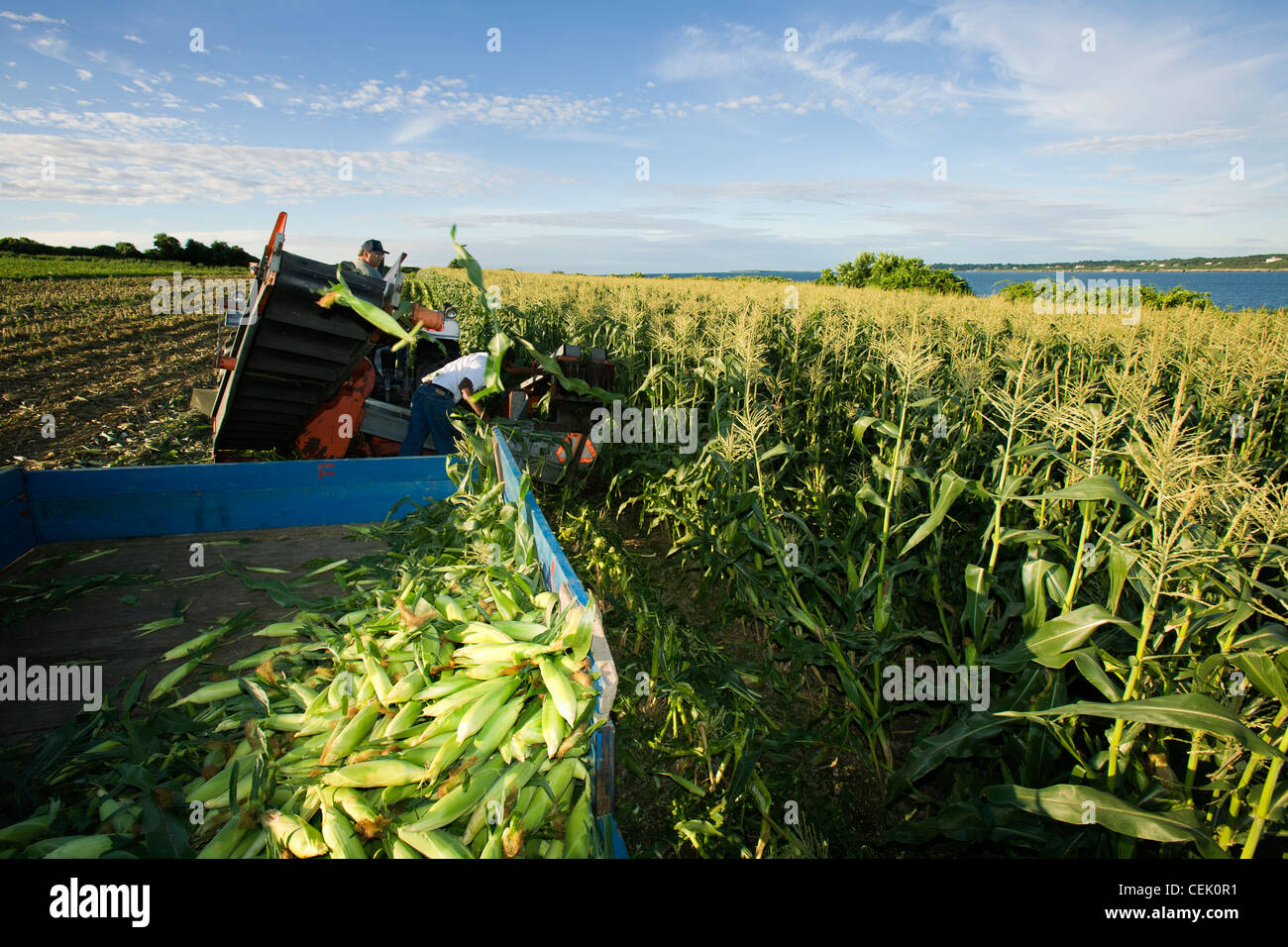Harvesting sweet corn in mid Summer at a local family produce farm with the Sakkonnet River in the background / Rhode Island,USA Stock Photo