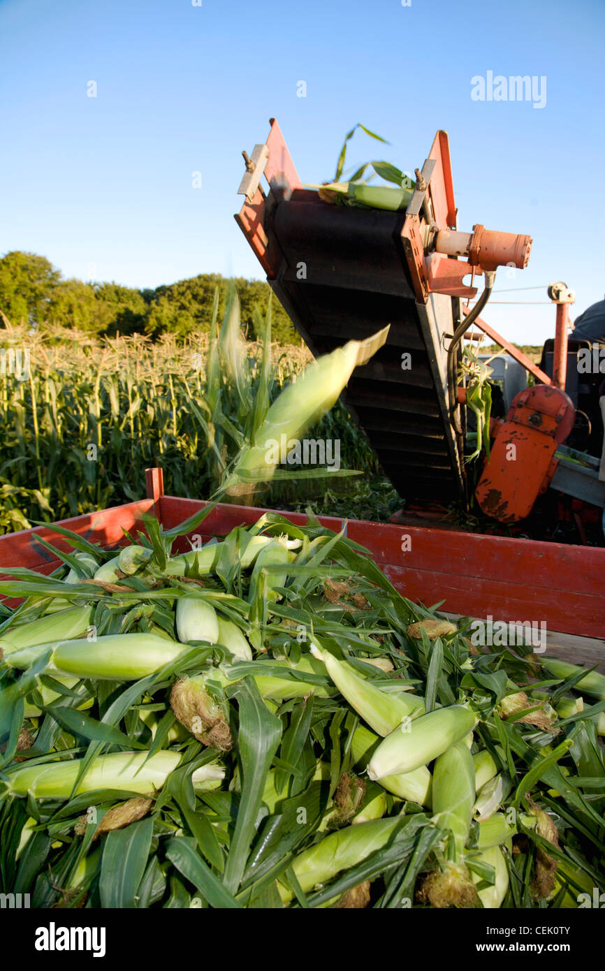 Agriculture - Harvesting sweet corn in mid Summer at a local family produce farm / Little Compton, Rhode Island, USA. Stock Photo