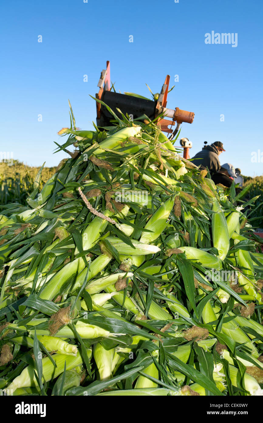 Agriculture - Harvesting sweet corn in mid Summer at a local family produce farm / Little Compton, Rhode Island, USA. Stock Photo