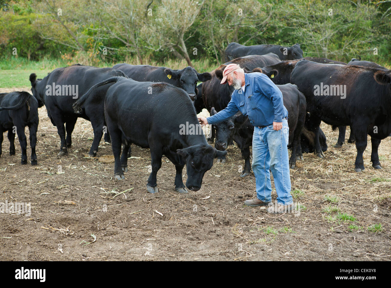Livestock - A beef producer tends to his herd of Black Angus beef cattle / near Warwick, Rhode Island, USA. Stock Photo
